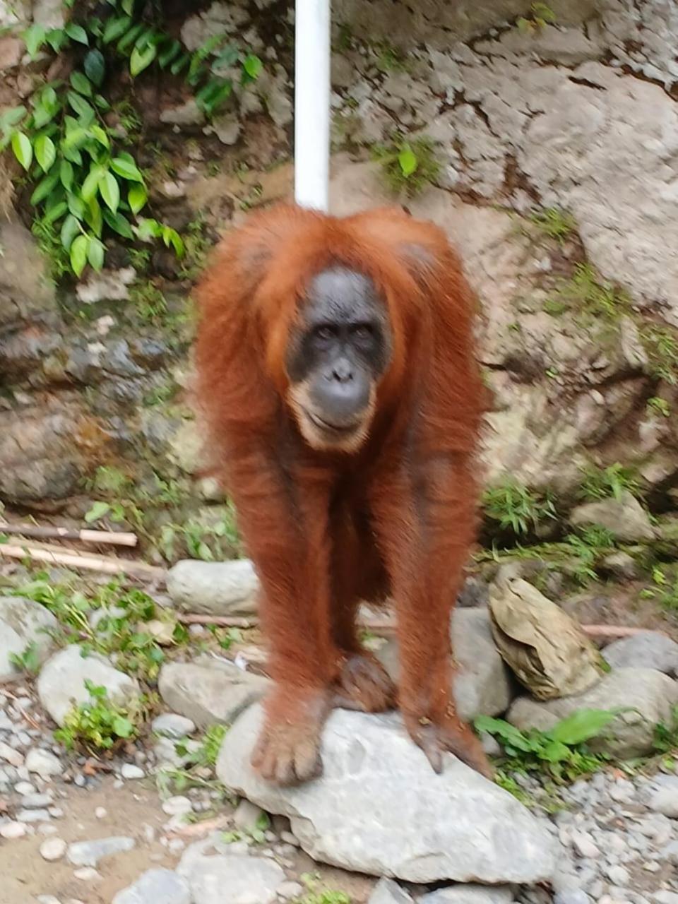 Landak River Guest House Only Trekking With Us Bukit Lawang Zewnętrze zdjęcie