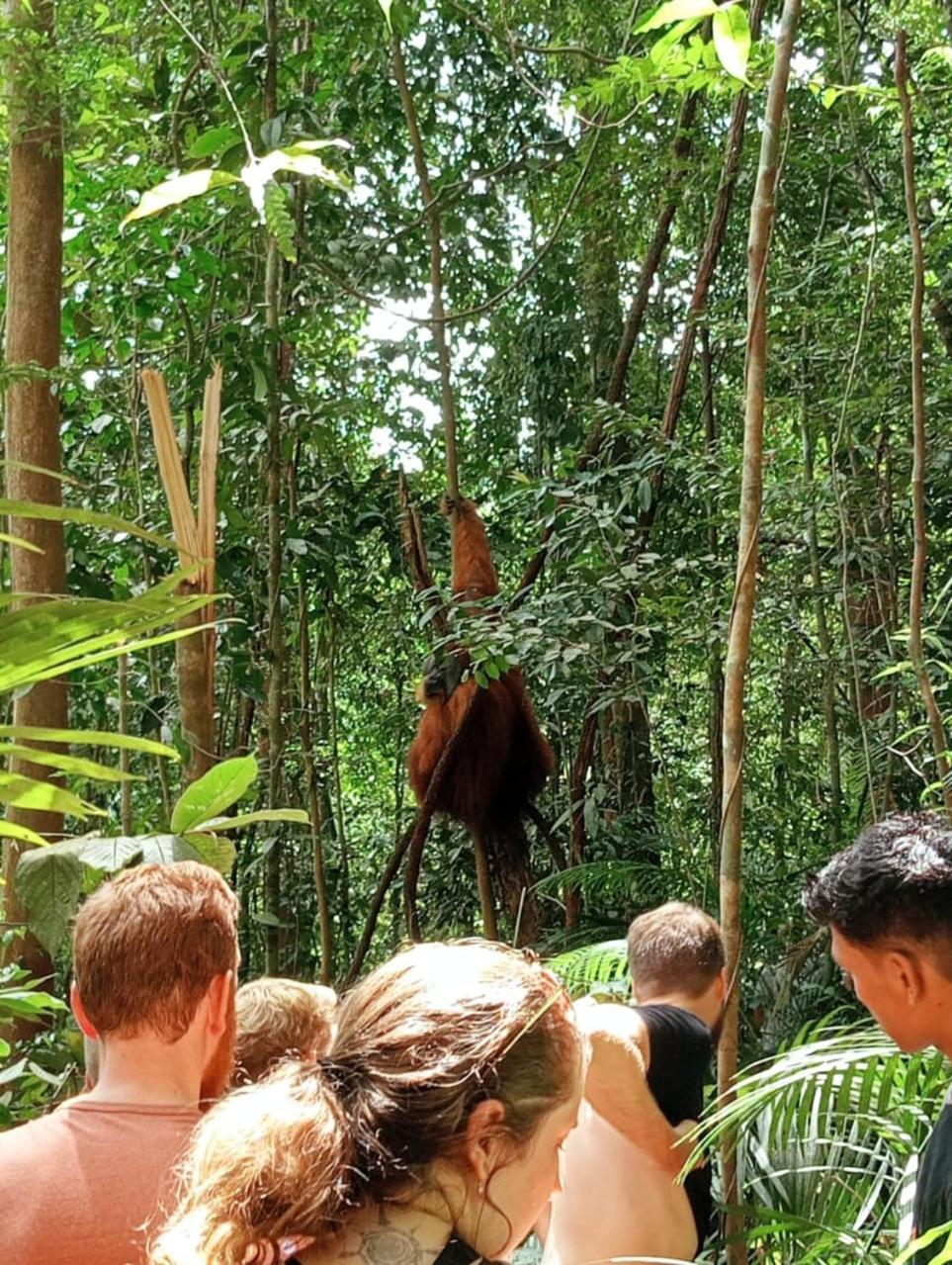 Landak River Guest House Only Trekking With Us Bukit Lawang Zewnętrze zdjęcie