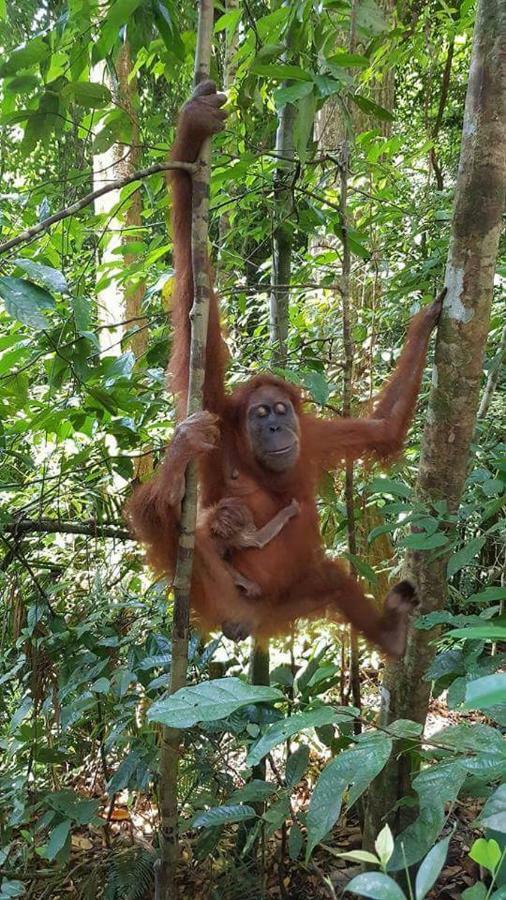 Landak River Guest House Only Trekking With Us Bukit Lawang Zewnętrze zdjęcie